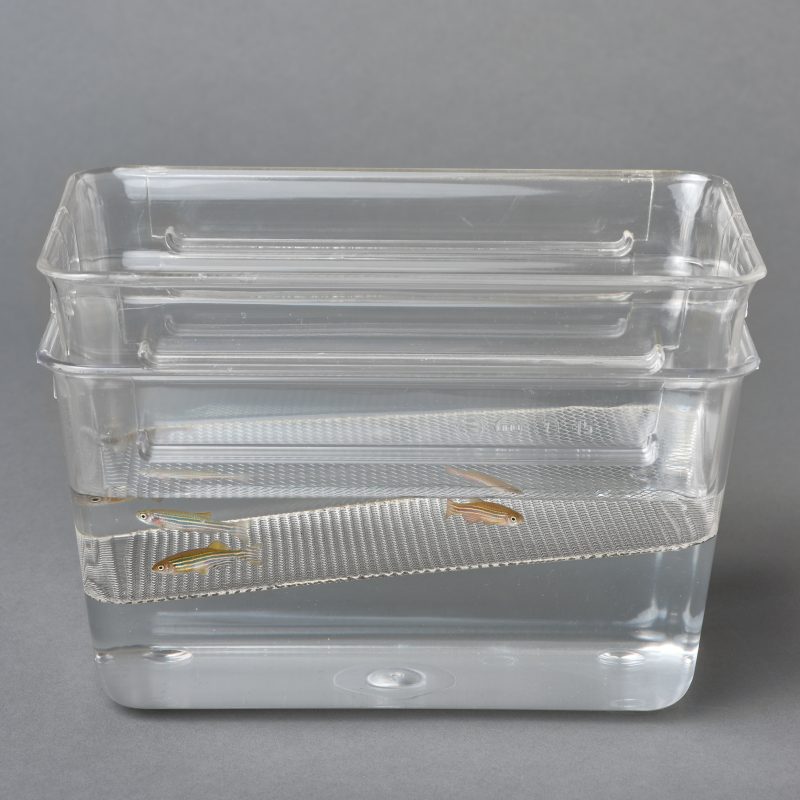 Breeding tank set MC1 ZEBCARE